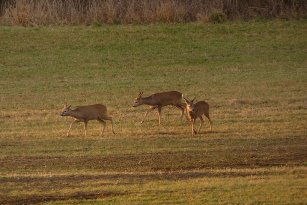 Rehe in der Disselmersch