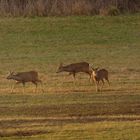 Rehe in der Disselmersch