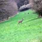 Rehe in der Mittagsstunde