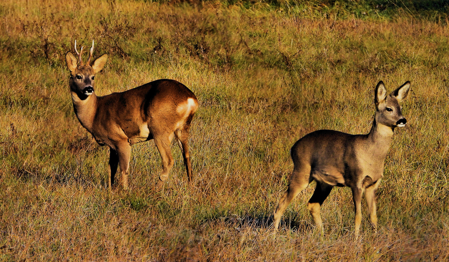 Rehe in der Novembersonne