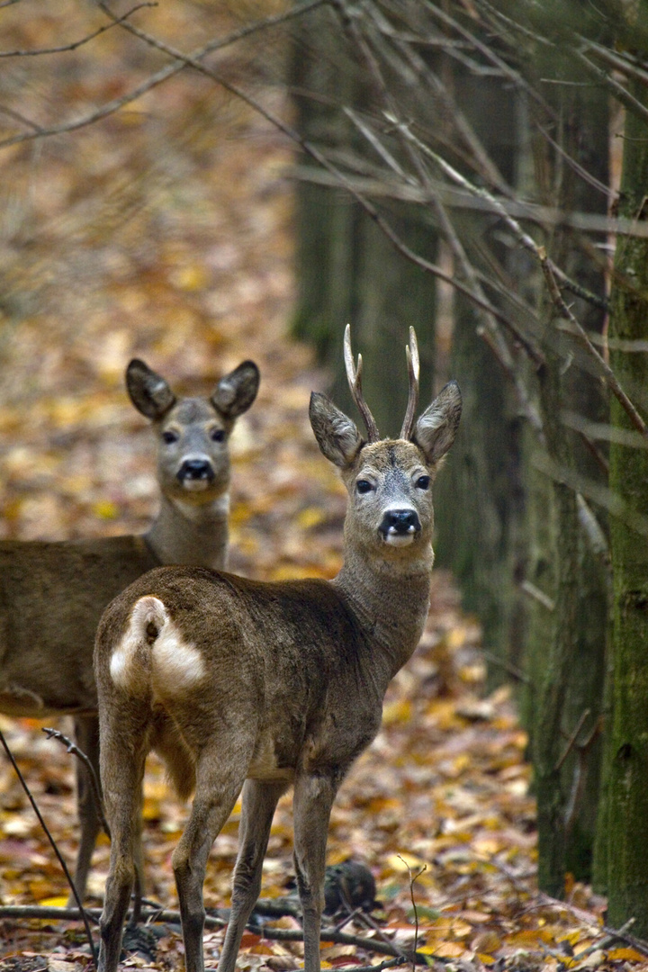 Rehe in der Schonung