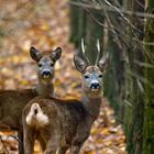 Rehe in der Schonung