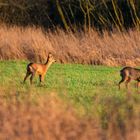 Rehe in der Spey