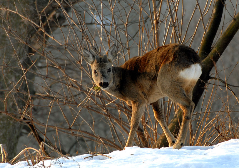 Rehe in der Stadt