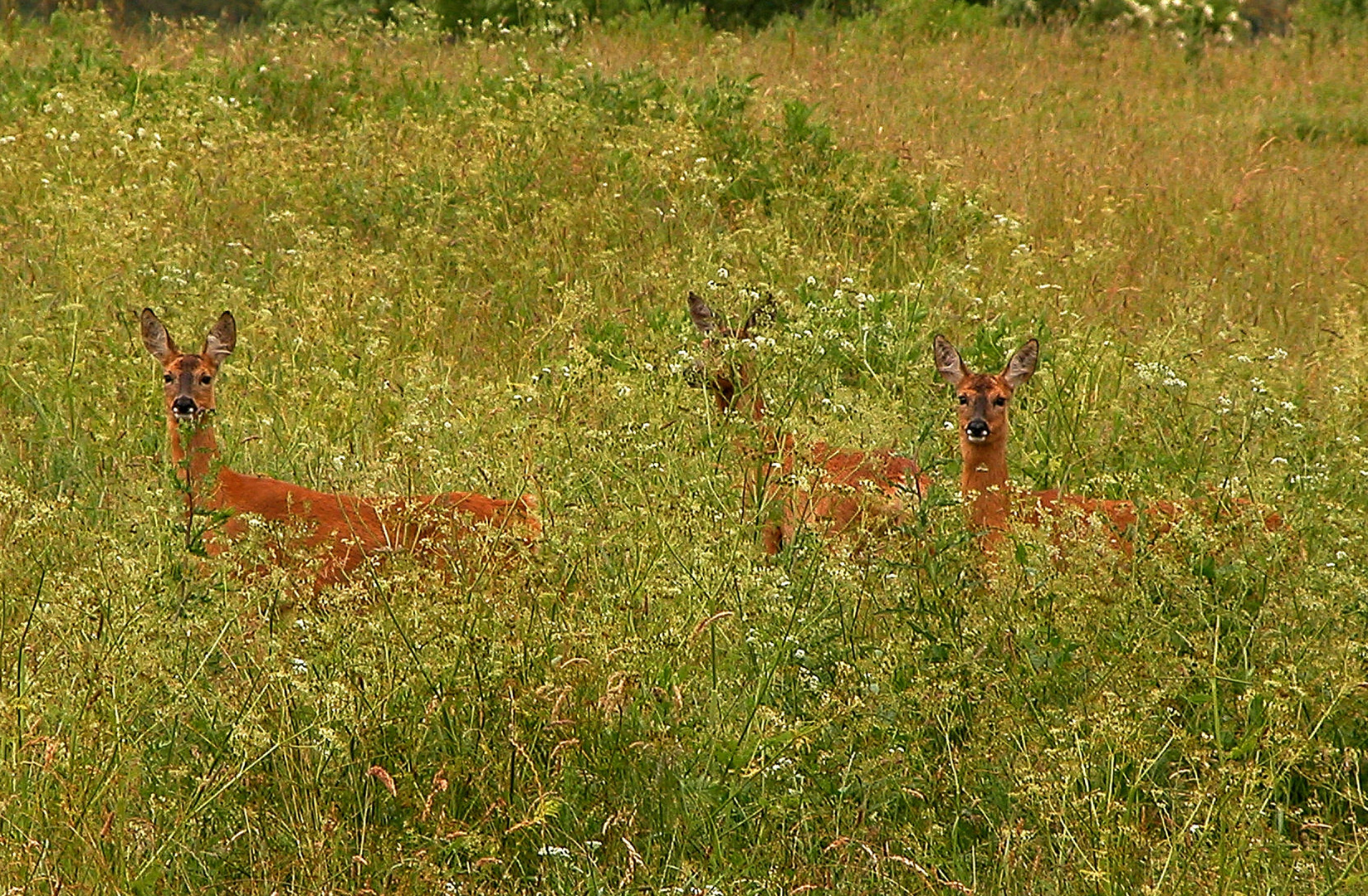 Rehe in der Wiese