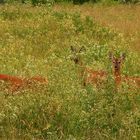 Rehe in der Wiese