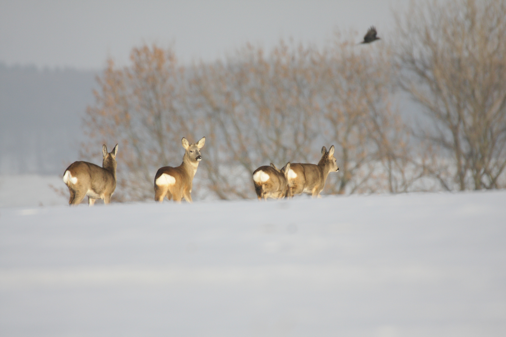 Rehe in der Winterlandschaft