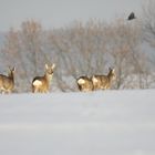 Rehe in der Winterlandschaft