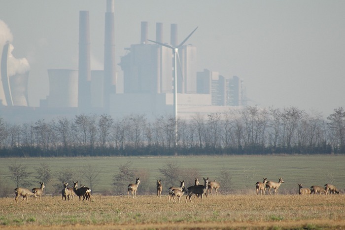 Rehe in freier Wildbahn....