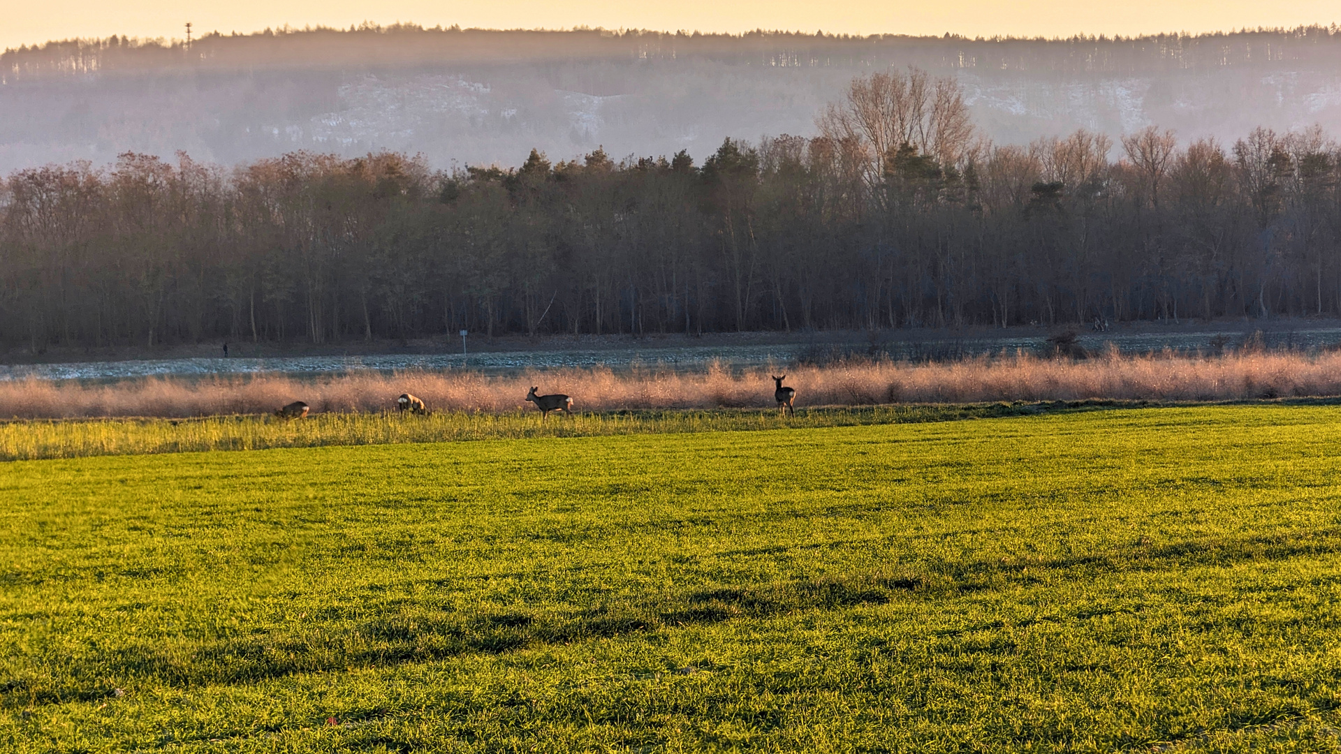 Rehe in Hiller Großes Torfmoor