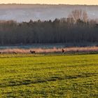 Rehe in Hiller Großes Torfmoor