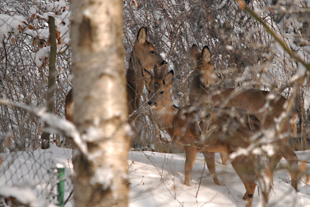 Rehe in Nachbars Garten