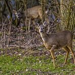 Rehe in nächster Nähe