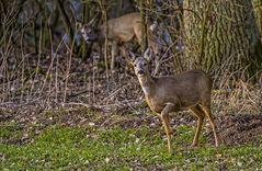 Rehe in nächster Nähe