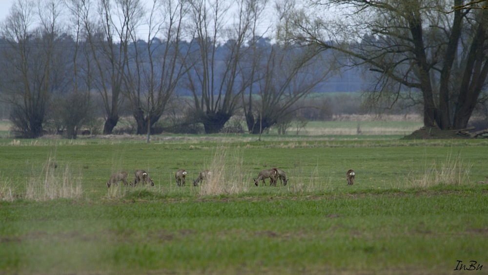 Rehe in natürlicher Umgebung