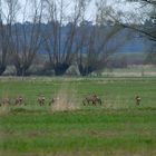 Rehe in natürlicher Umgebung