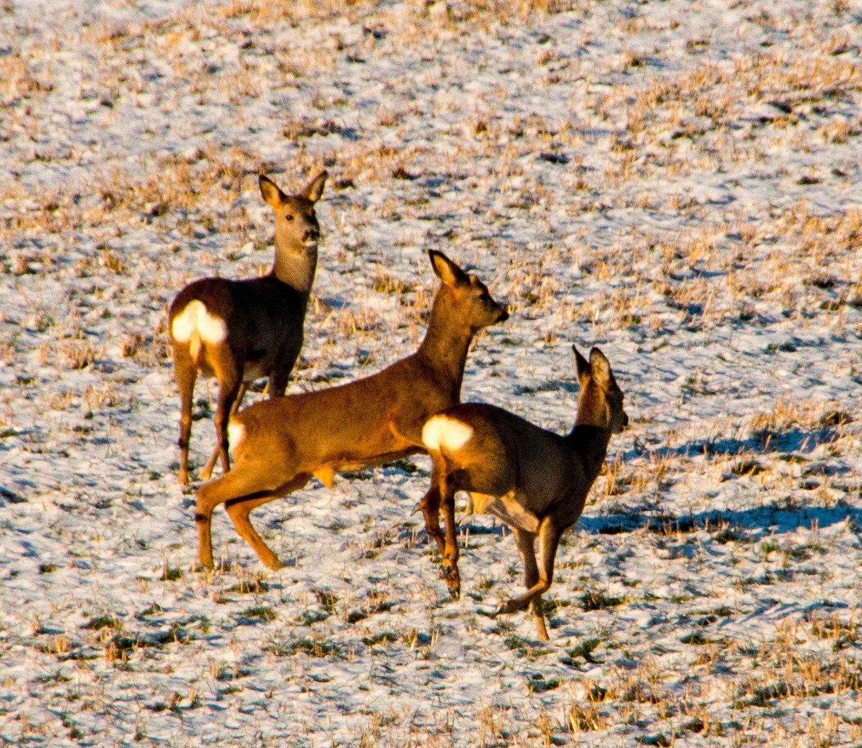 Rehe in Schweden