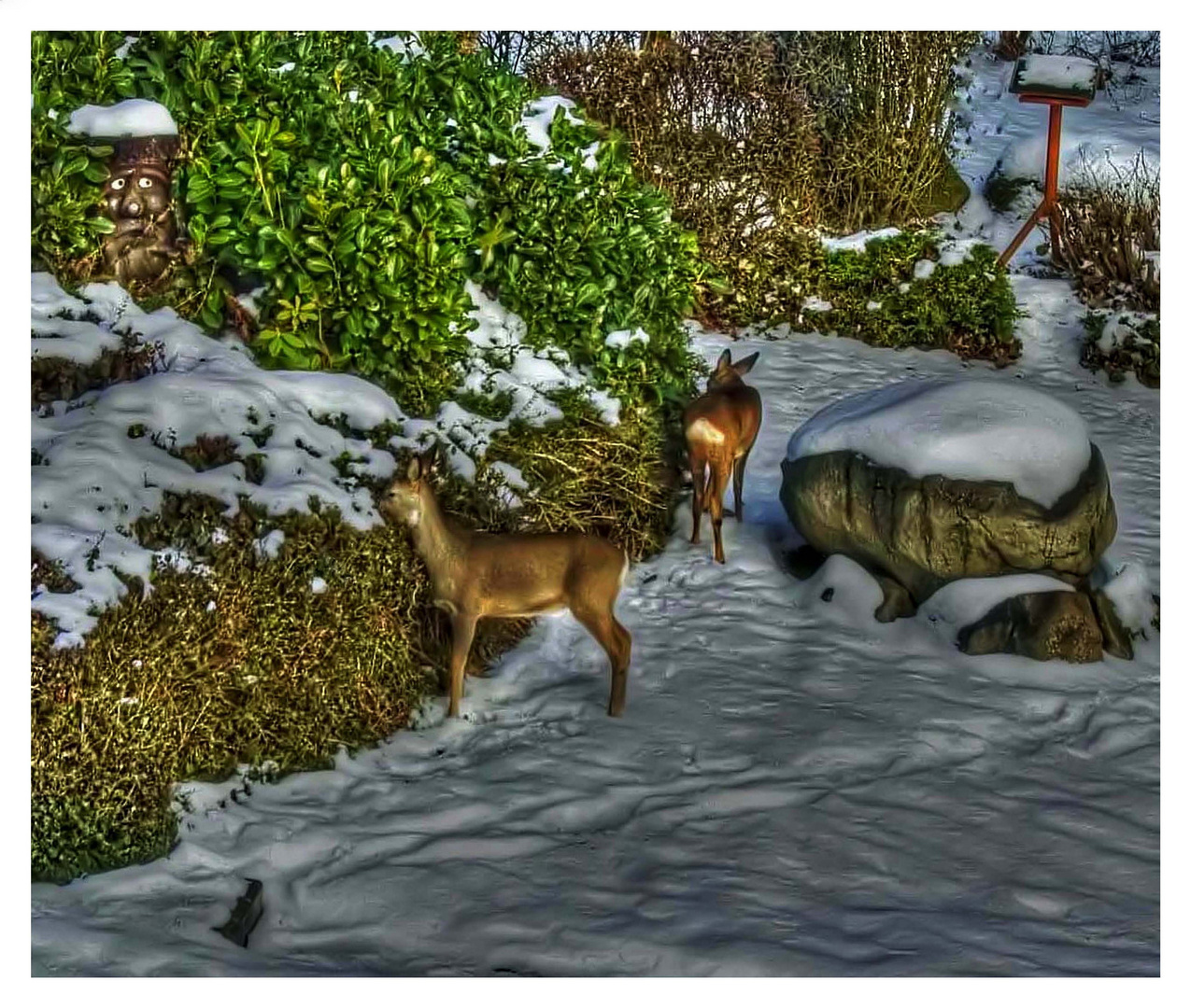 Rehe in unserem Garten