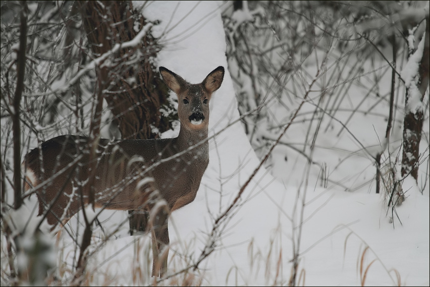 Rehe in unserem Garten