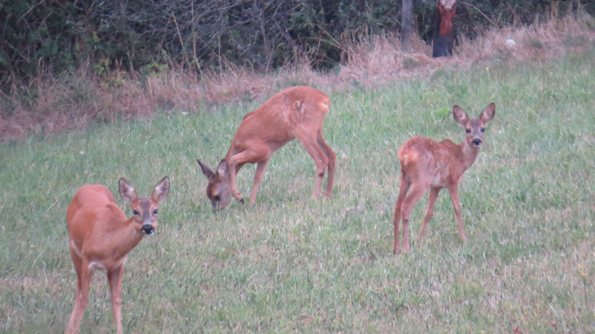 Rehe in unserer Heimat....