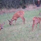 Rehe in unserer Heimat....