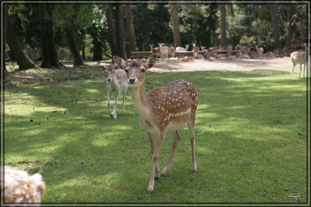 Rehe in Wartestellung