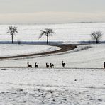 Rehe in winterlicher Landschaft.