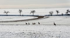 Rehe in winterlicher Landschaft.