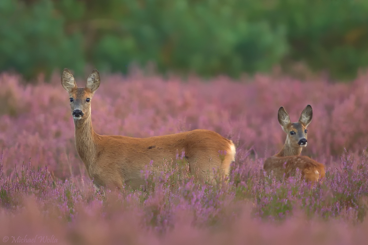 Rehe, Kiefern, Heidekraut