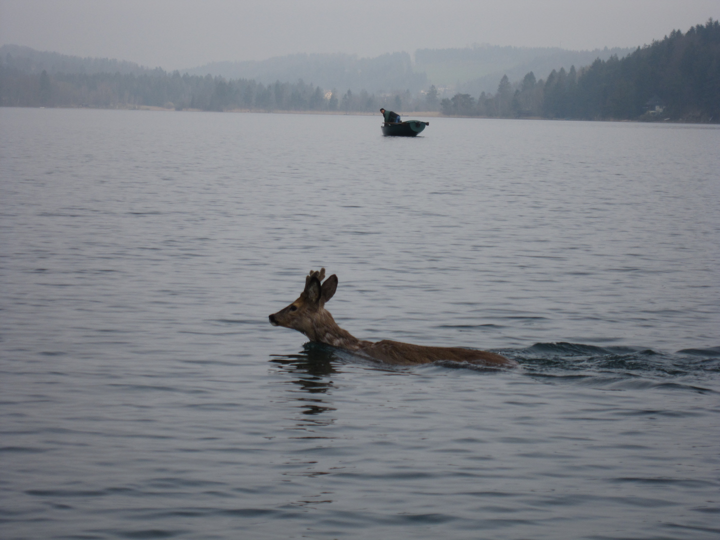 Rehe können schwimmen