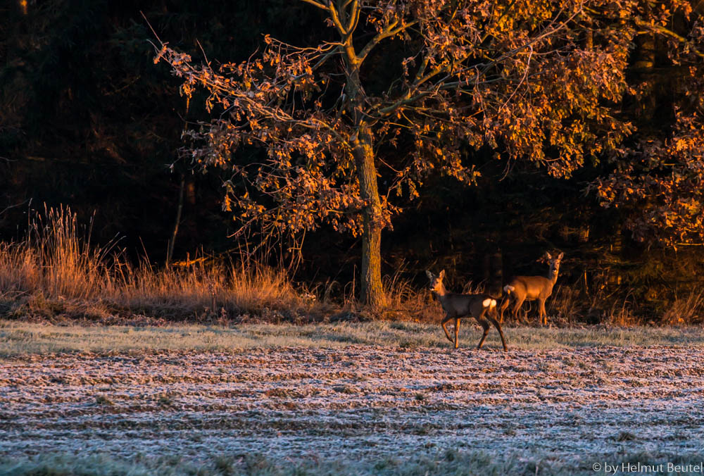 Rehe kurz nach Sonnenaufgang