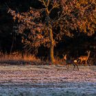 Rehe kurz nach Sonnenaufgang