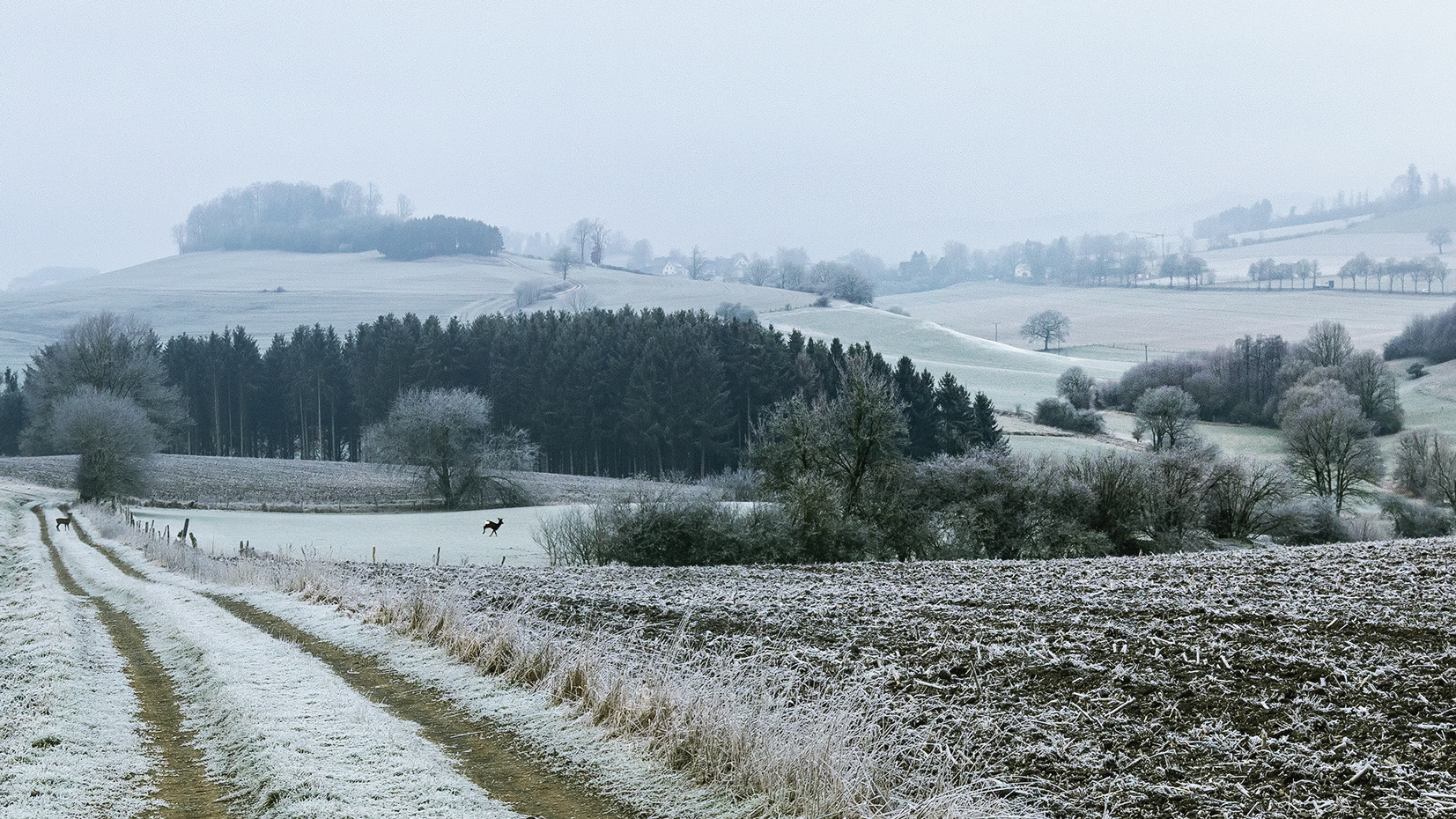 Rehe Langenholthausen 2