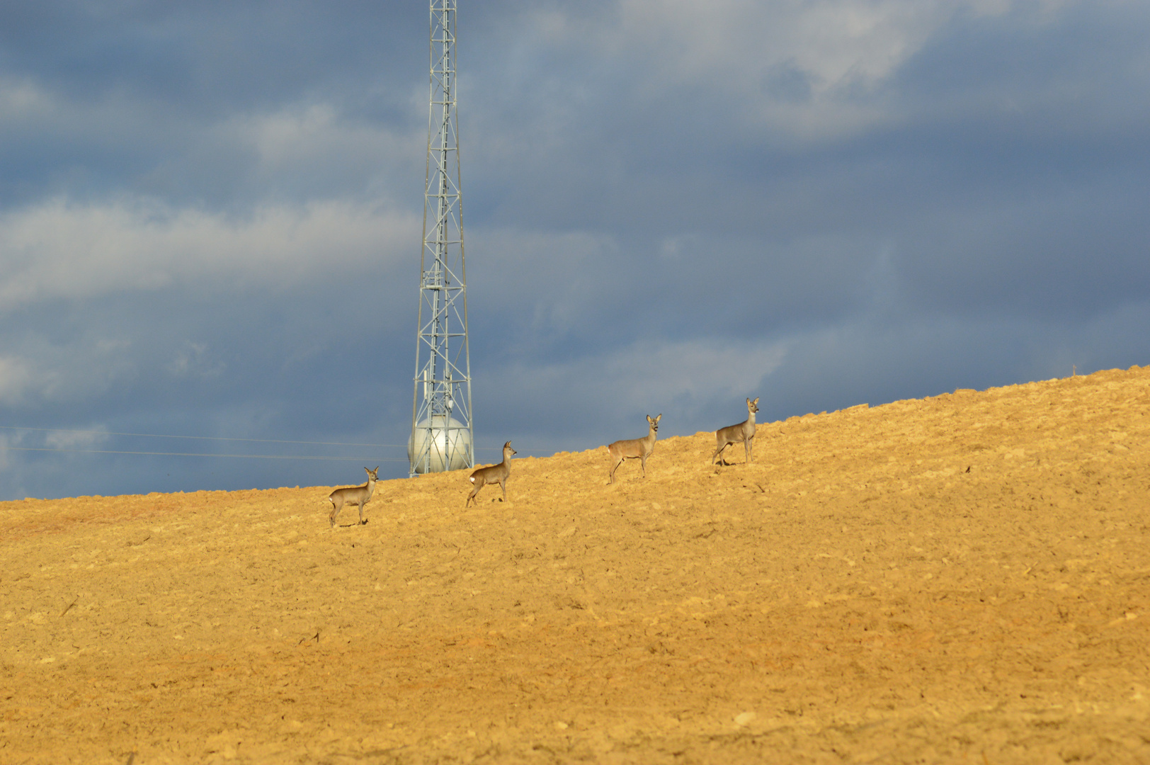 Rehe Mädchen