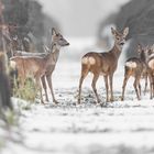 Rehe & Rebstöcke