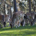 Rehe - Tierpark Granat Haltern