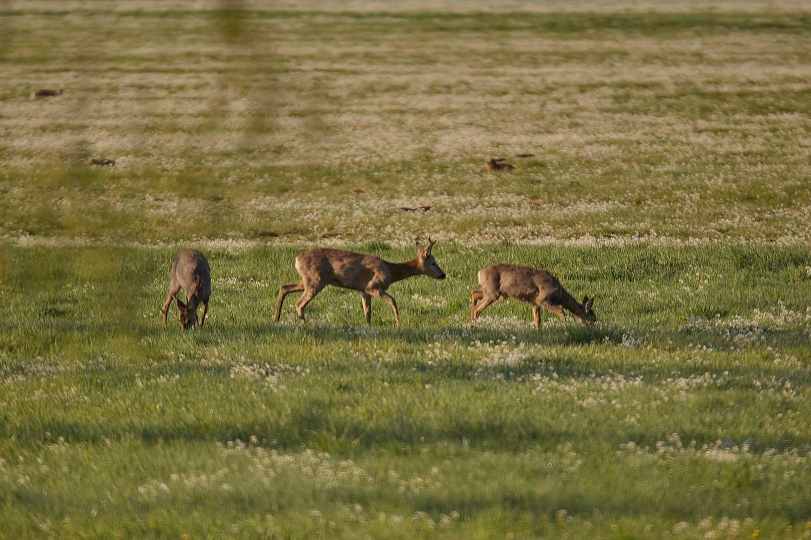 Rehe u. Hasen