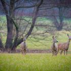 Rehe überrascht