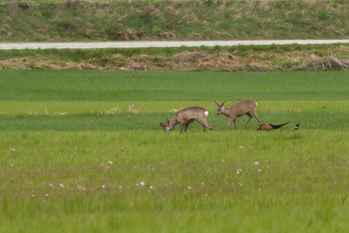 Rehe und Fasan