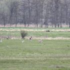 Rehe und Großtrappen vereint - Doku