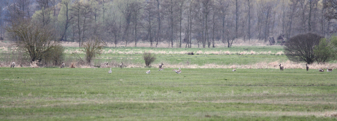 Rehe und Großtrappen vereint - Doku