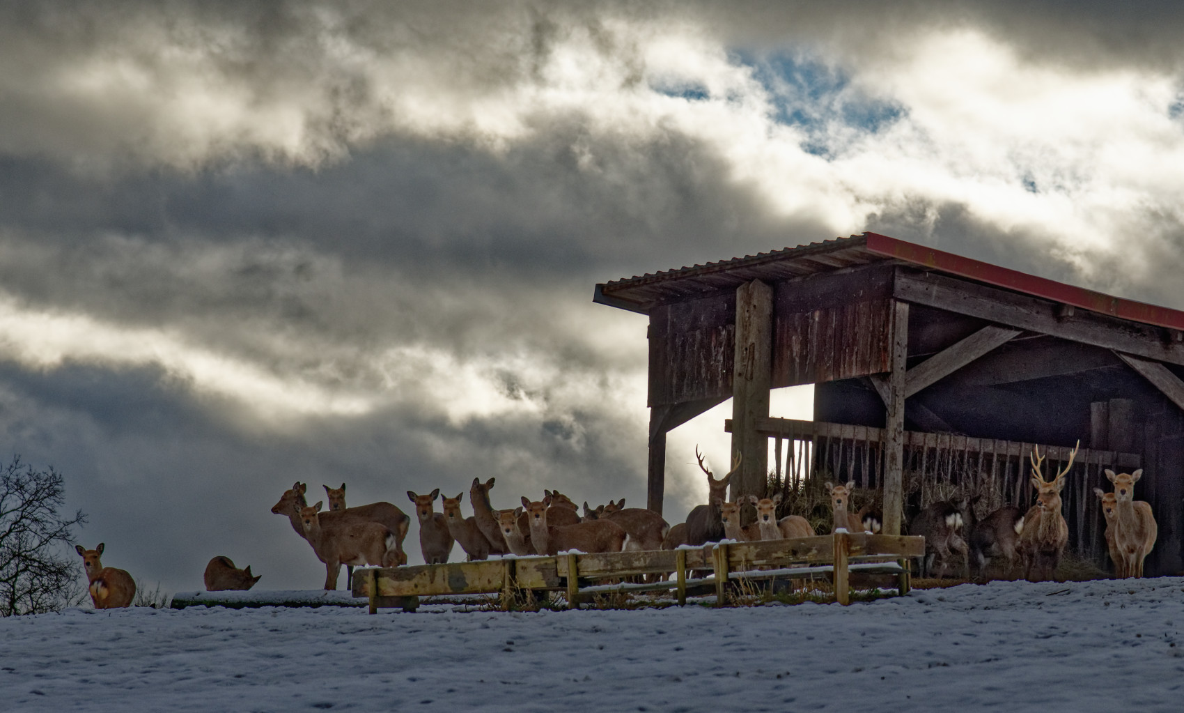 Rehe und Hirsche beim Bauernhof