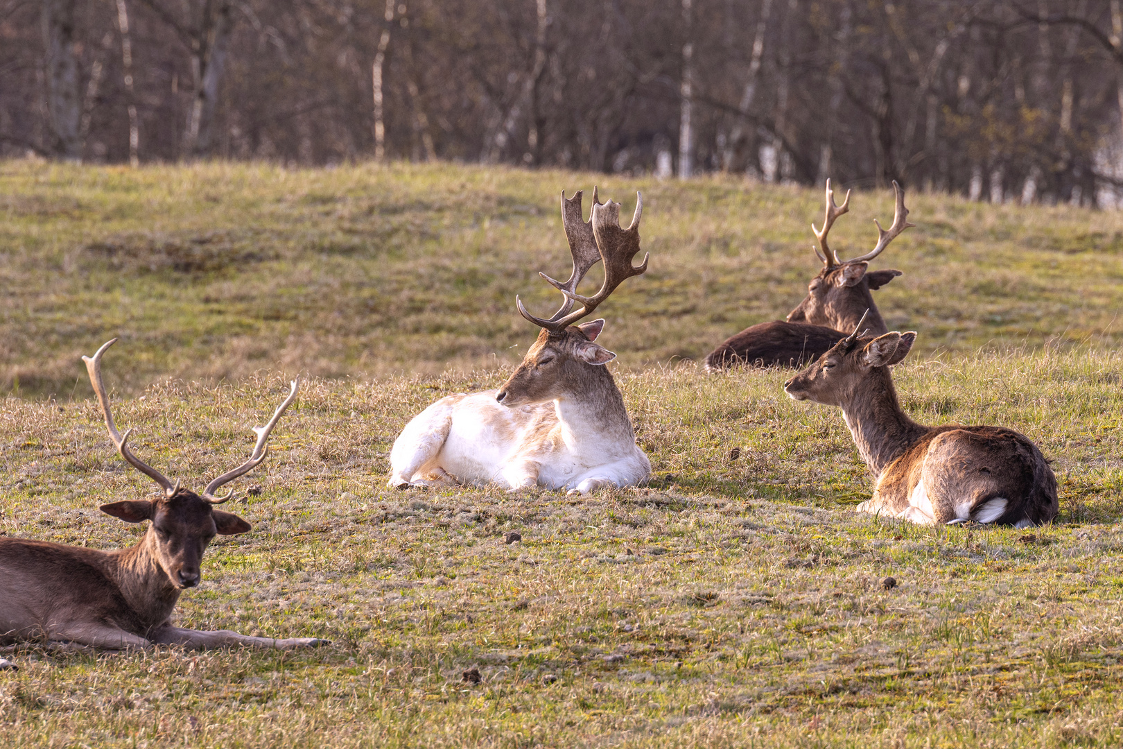 Rehe und Hirsche in den Zeepeduinen