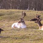 Rehe und Hirsche in den Zeepeduinen