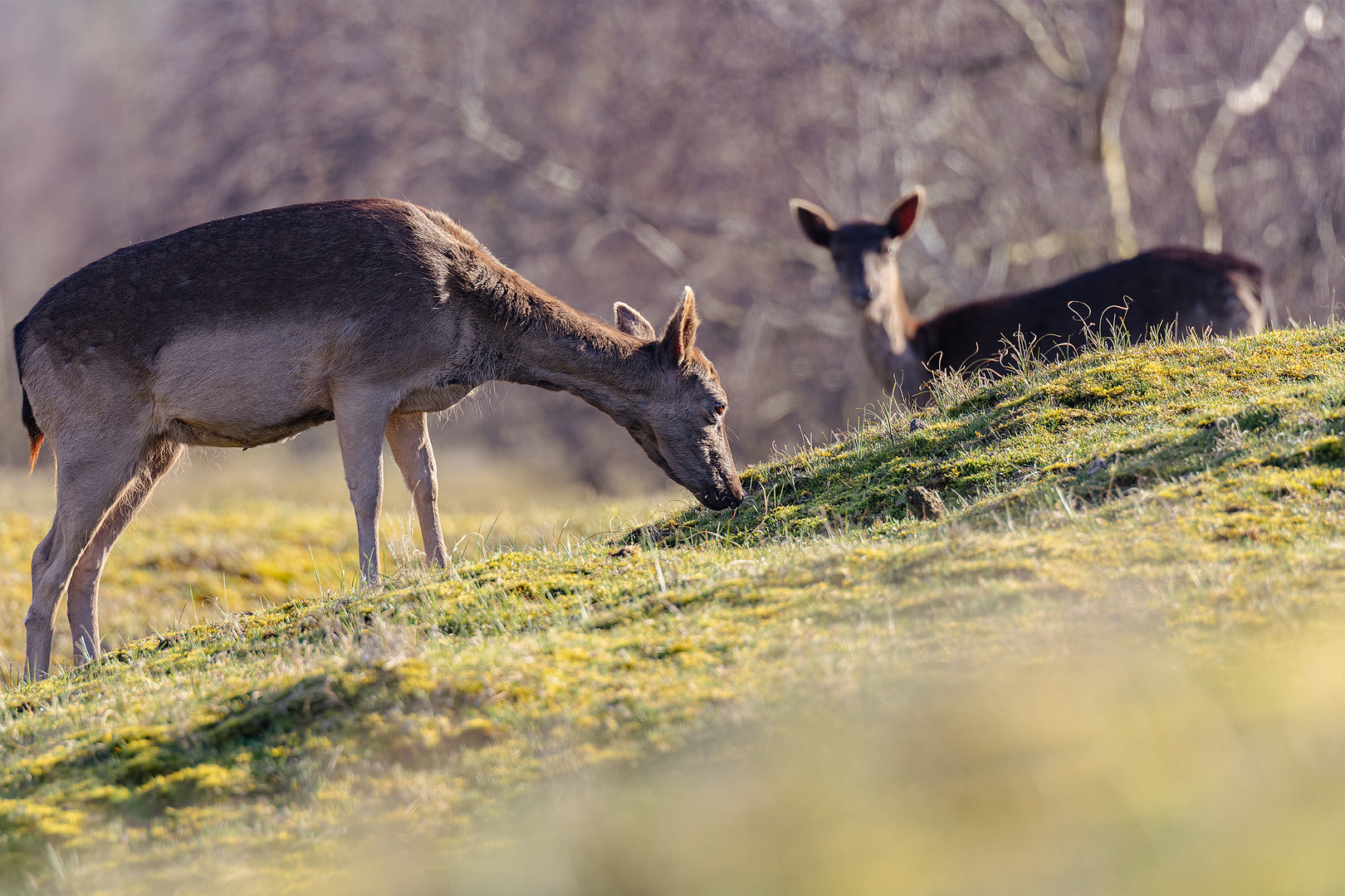 Rehe und Hirsche in den Zeepeduinen