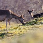 Rehe und Hirsche in den Zeepeduinen