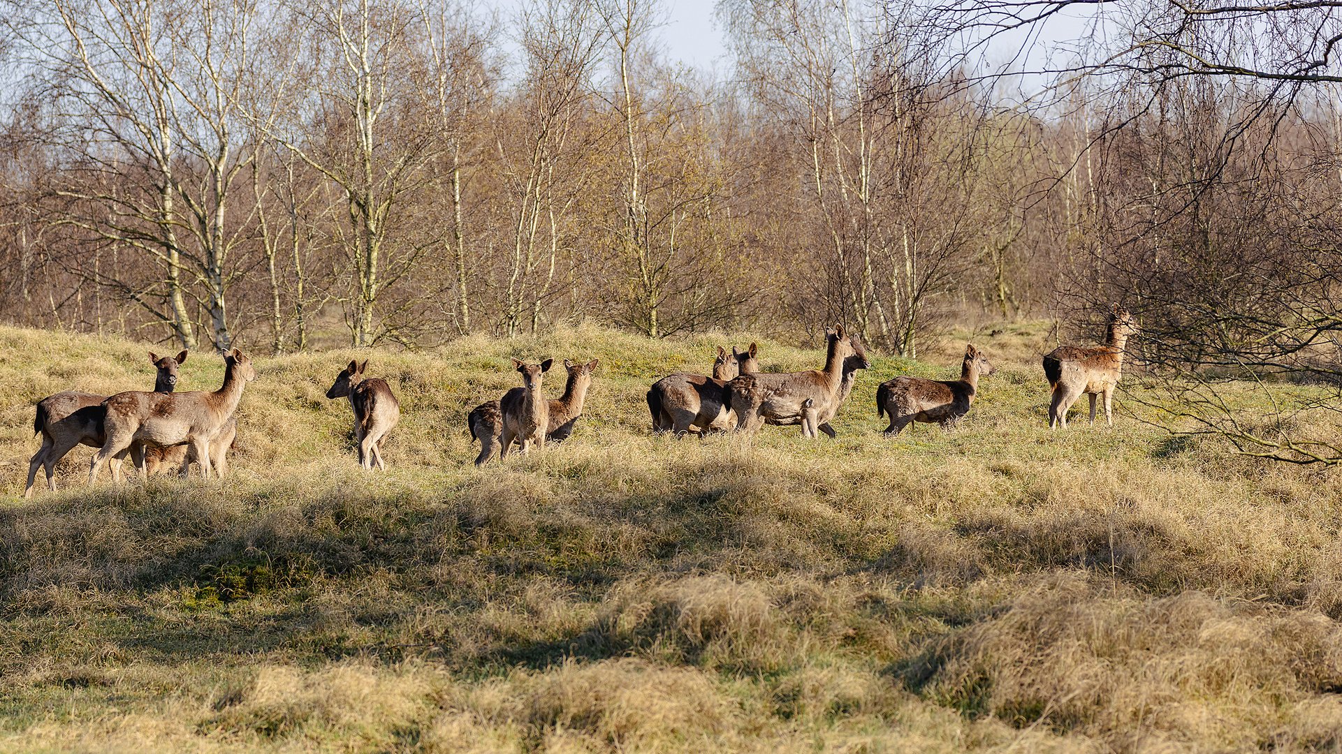 Rehe und Hirsche in den Zeepeduinen