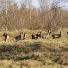 Rehe und Hirsche in den Zeepeduinen