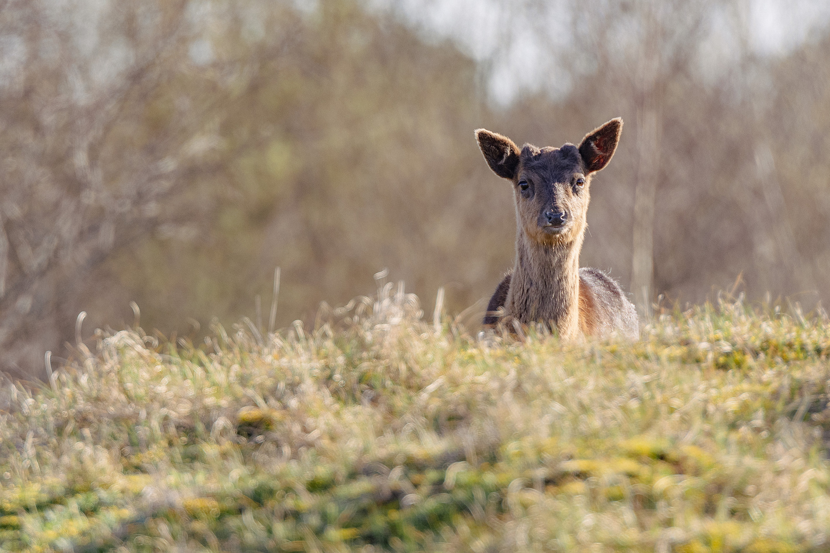 Rehe und Hirsche in den Zeepeduinen