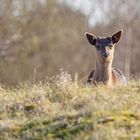 Rehe und Hirsche in den Zeepeduinen